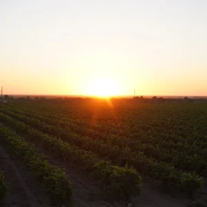 Asly Toprak fields of grapes