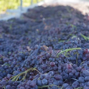 Asly Toprak grapes (1)