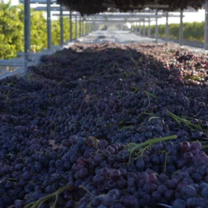 Asly Toprak grapes (2)