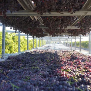 Asly Toprak grapes (3)