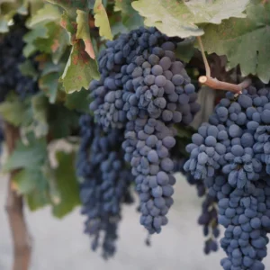 Asly Toprak grapes