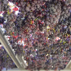 Asly Toprak grapes (4)