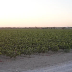 Asly Toprak grapes fields