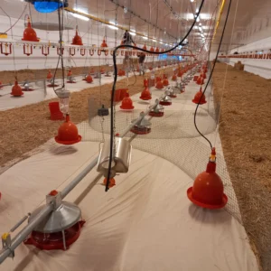 Maksada Okgunly Farm (2)