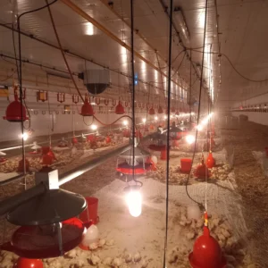 Maksada Okgunly Farm (4)