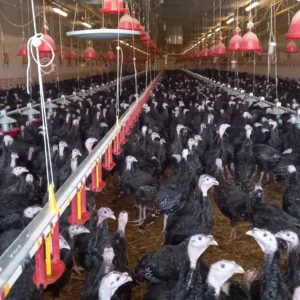 Maksada Okgunly Farm (5)