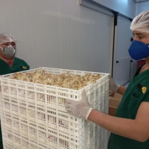 Maksada Okgunly incubator (5)