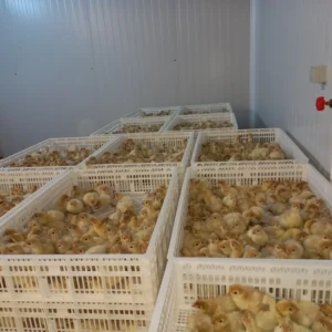 Maksada Okgunly incubator (6)