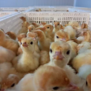 Maksada Okgunly incubator (7)